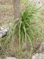 Beaucarnea