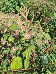 Amaranthus spinosus