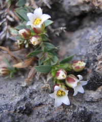 Glossopetalon pungens