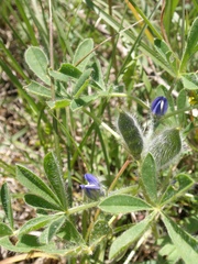 Lupinus micranthus