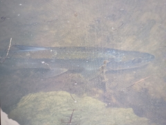 Megalops atlanticus