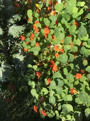 Tropaeolum