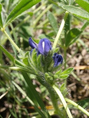 Lupinus micranthus