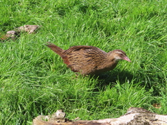 Gallirallus australis