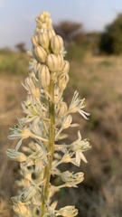 Drimia sanguinea