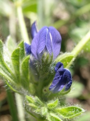 Lupinus micranthus
