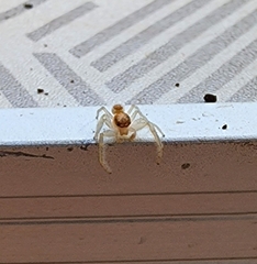 Hentzia