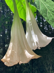 Brugmansia suaveolens