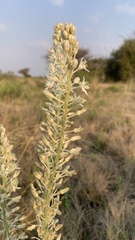 Drimia sanguinea
