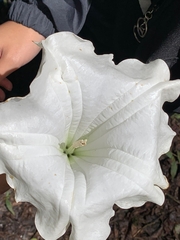 Brugmansia suaveolens