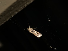Spodoptera litura