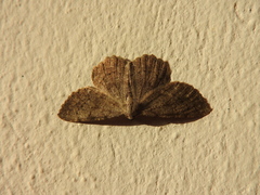 Dicrognophos sartata