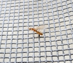 Brachymyrmex depilis