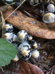 Coprinellus impatiens