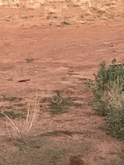 Sylvilagus nuttallii