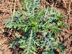 Parthenium hysterophorus