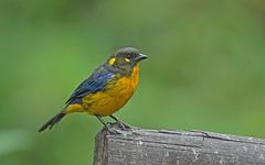 Anisognathus lacrymosus