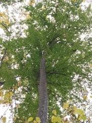 Fagus grandifolia
