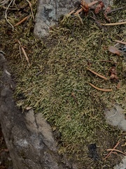 Scleropodium cespitans