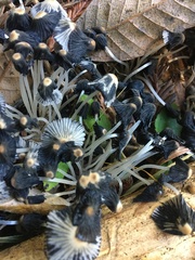 Coprinellus impatiens