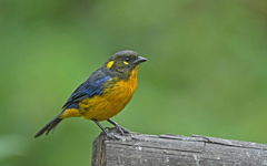 Anisognathus lacrymosus