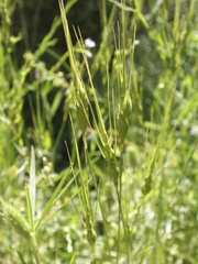 Aegilops uniaristata