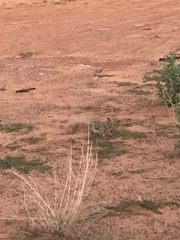 Sylvilagus nuttallii