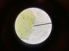 Scleropodium cespitans