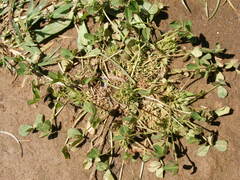 Trifolium suffocatum