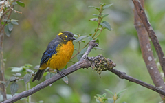 Anisognathus lacrymosus