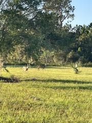 Odocoileus virginianus seminolus