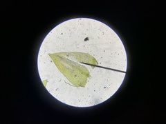 Scleropodium cespitans