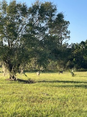Odocoileus virginianus seminolus