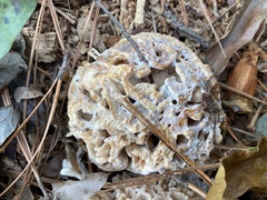 Sparassis spathulata