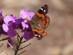 Vanessa gonerilla ida