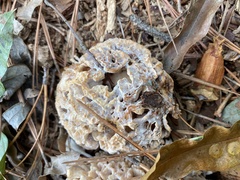 Sparassis spathulata