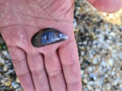 Mytilus edulis