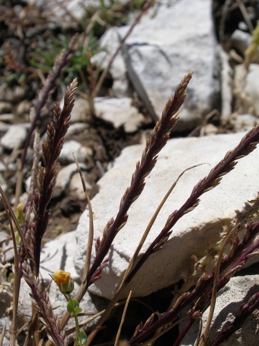Representative image of Catapodium pauciflorum