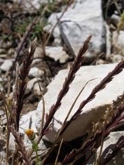 Catapodium pauciflorum