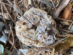 Sparassis spathulata