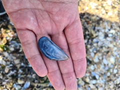 Mytilus edulis