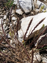 Catapodium pauciflorum