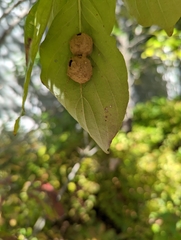 Neolasioptera farinosa