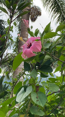 Hibiscus rosa-sinensis