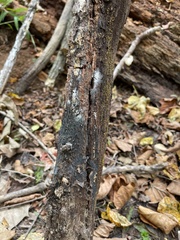 Rosellinia corticium