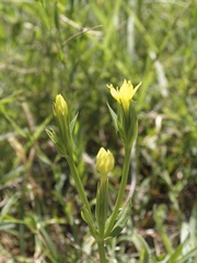Centaurium maritimum