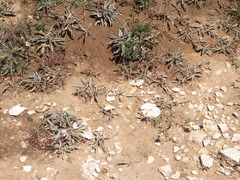 Convolvulus lineatus