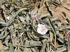 Convolvulus lineatus
