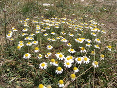 Anthemis tomentosa
