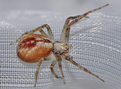Philodromus cespitum